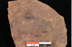 Foto (Detailsansicht) von Quercus palaeoilex Ettingshausen (NHMW-GEO-2024-0188-0904)